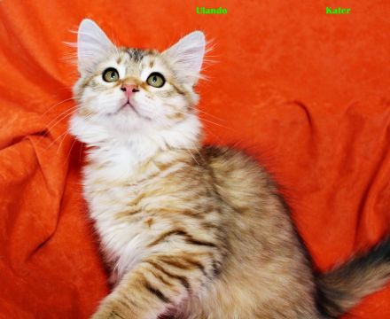 Sibirische Katzenkinder ab sofort abzugeben