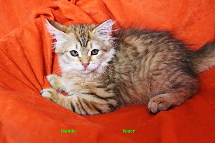 Sibirische Katzenkinder ab sofort abzugeben