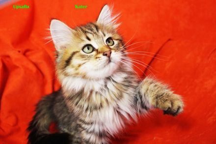 Sibirische Katzenkinder ab sofort abzugeben