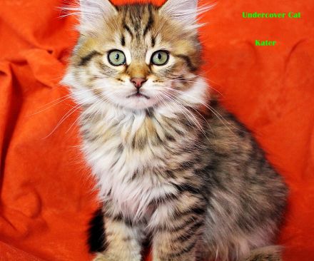 Sibirische Katzenkinder ab sofort abzugeben