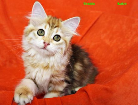Sibirische Katzenkinder ab sofort abzugeben
