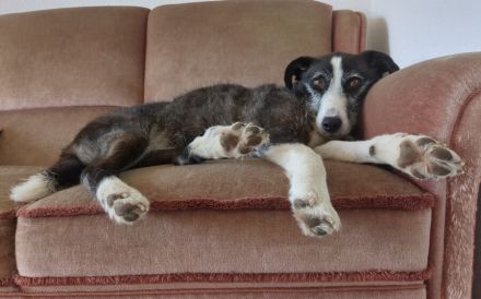 Sonnenschein Iva sucht Zuhause