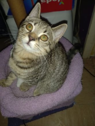 😻♥️ Kitten & die Mama suchen liebevolles Zuhause 😻♥️