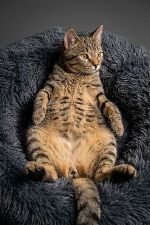 😻♥️ Katerchen Apollo sucht liebe Familie 😻♥️
