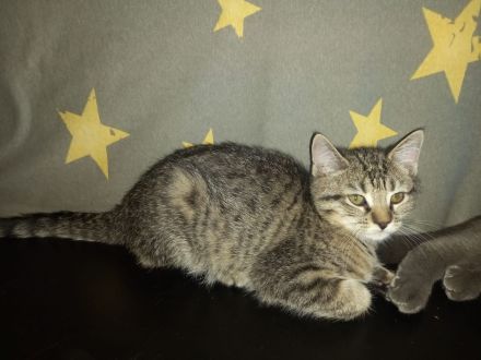 😻♥️ Kitten & die Mama suchen liebevolles Zuhause 😻♥️