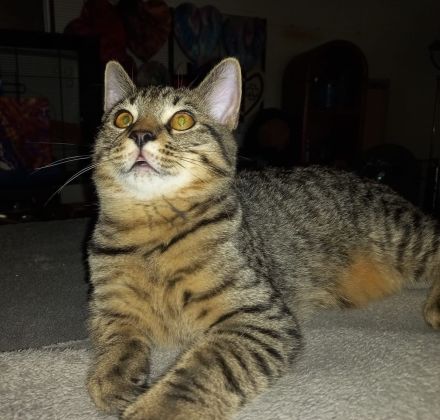 😻♥️ Katerchen Apollo sucht liebe Familie 😻♥️