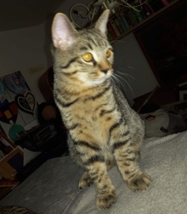 😻♥️ Katerchen Apollo sucht liebe Familie 😻♥️