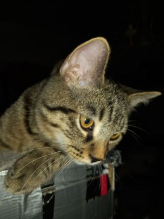 😻♥️ Katerchen Apollo sucht liebe Familie 😻♥️
