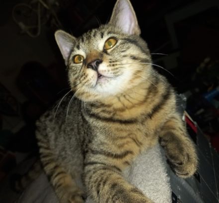 😻♥️ Katerchen Apollo sucht liebe Familie 😻♥️