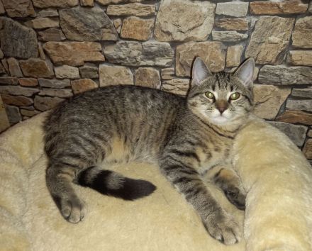 😻♥️ Katerchen Apollo sucht liebe Familie 😻♥️
