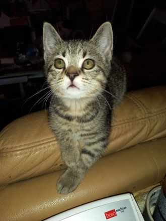 😻♥️ Kitten & die Mama suchen liebevolles Zuhause 😻♥️