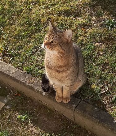 😻♥️ Kitten & die Mama suchen liebevolles Zuhause 😻♥️