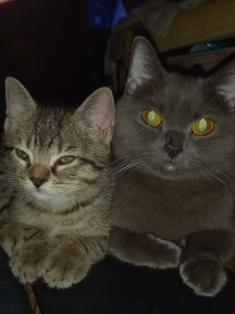 😻♥️ Kitten & die Mama suchen liebevolles Zuhause 😻♥️