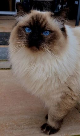 2 Ragdoll Katerchen mit Stammbaum