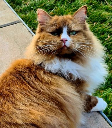 2 Ragdoll Katerchen mit Stammbaum