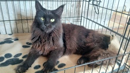 Wunderschöne Maine-coon Katze