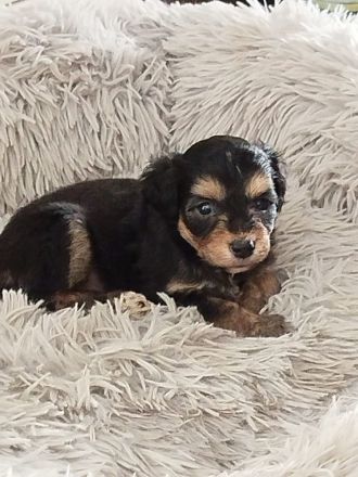 Miniaussiedoodles F1