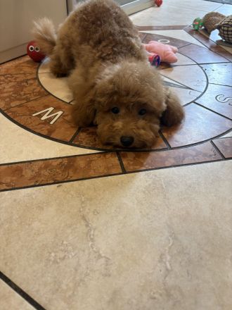 Toy Pudel Mini