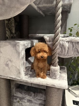 Toy Pudel Mini