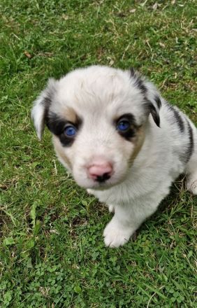 Australian shepherd bordercollie welpen