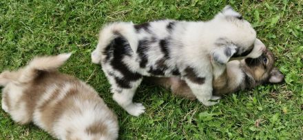 Australian shepherd bordercollie welpen