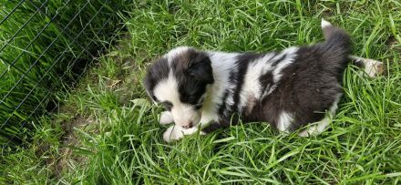 Australian shepherd bordercollie welpen