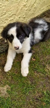 Australian shepherd bordercollie welpen