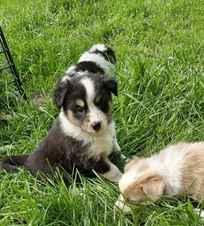 Australian shepherd bordercollie welpen