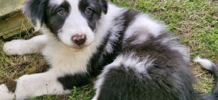 Australian shepherd bordercollie welpen