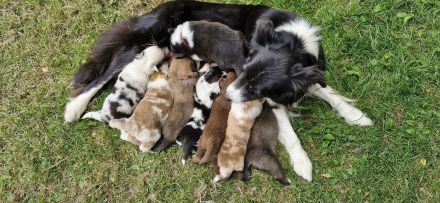 Australian shepherd bordercollie welpen