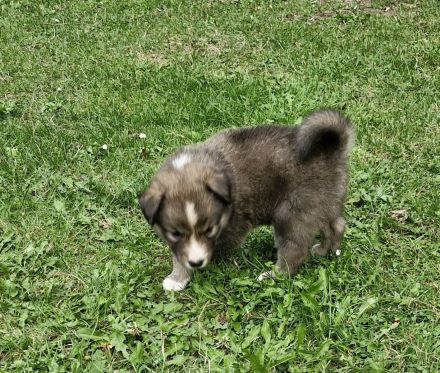 Australian shepherd bordercollie welpen