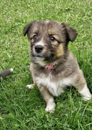 Australian shepherd bordercollie welpen