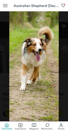 Australian shepherd bordercollie welpen