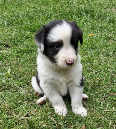 Australian shepherd bordercollie welpen