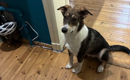 Giorgio sucht ein liebevolles Zuhause