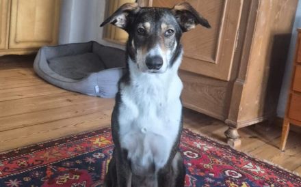Giorgio sucht ein liebevolles Zuhause