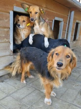 Debby, wunderschöne, liebe Hündin, die ein wenig Zeit zum Ankommen braucht, 1,5J, 40cm