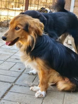 Debby, wunderschöne, liebe Hündin, die ein wenig Zeit zum Ankommen braucht, 1,5J, 40cm