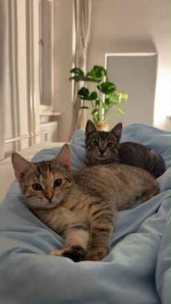 Zwei liebe vier Monate alte Hauskatzen suchen ein Zuhause