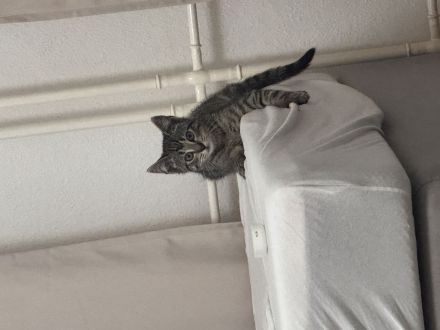 Zwei liebe vier Monate alte Hauskatzen suchen ein Zuhause