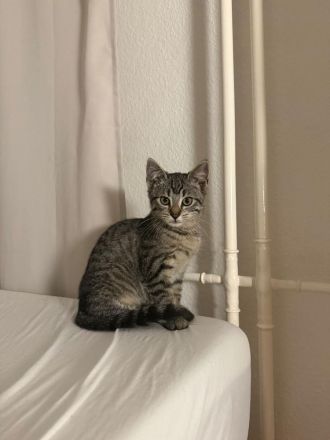 Zwei liebe vier Monate alte Hauskatzen suchen ein Zuhause