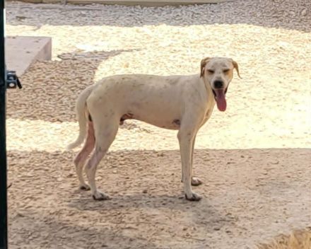 DIEGO, männlicher Hound