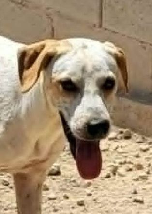 DIEGO, männlicher Hound
