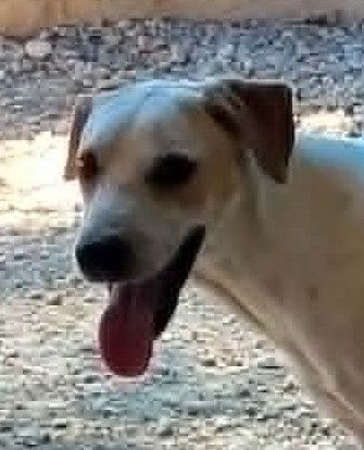 DIEGO, männlicher Hound