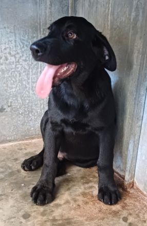 COLE, männlicher Springer-Mix