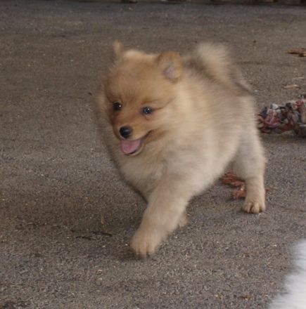 Athene's süße Welpen sehen jetzt aus wie kleine Bärchen!
