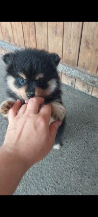 Athene's süße Welpen sehen jetzt aus wie kleine Bärchen!