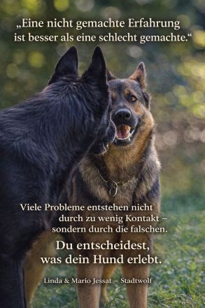 Isabell Nitsche - Stadtwolf-Hundetraining