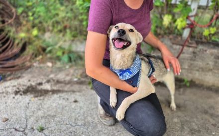 Pinky, aktive fröhliche Hündin