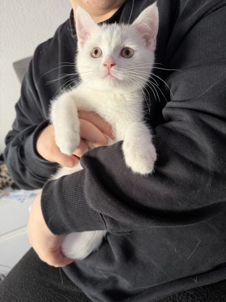 der letzte Schatz ist noch auf der Suche -BKH Kitten